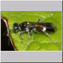 Alysson spinosus - Grabwespe w10 8mm OS-Hasbergen-Lehmwiese.jpg